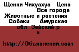 Щенки Чихуахуа › Цена ­ 12000-15000 - Все города Животные и растения » Собаки   . Амурская обл.,Зейский р-н